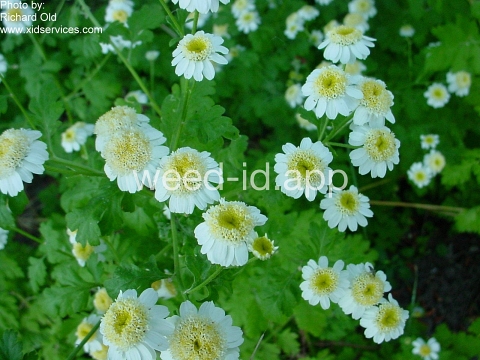 feverfew